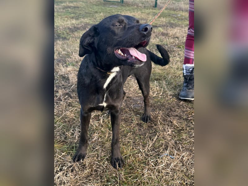 Hella, geboren 25.01.2025, 42cm sucht ihr Für-immer-Zuhause
