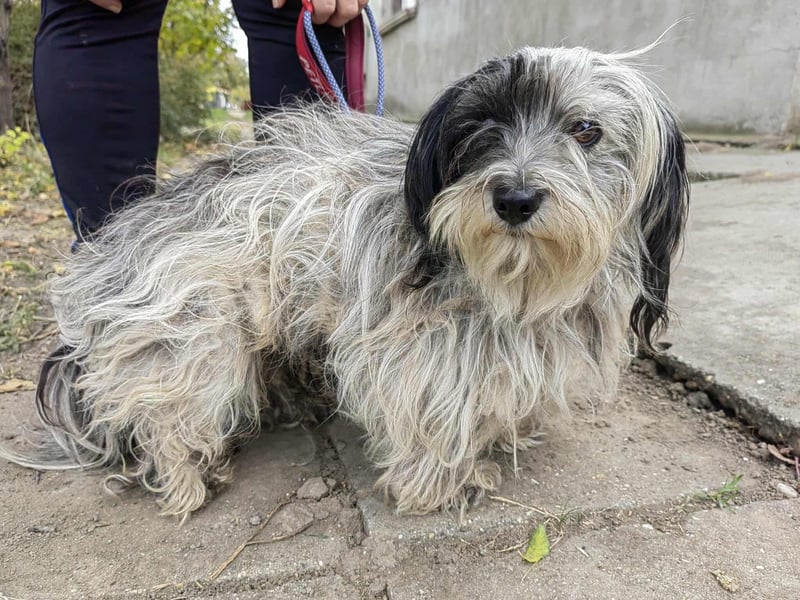 Gizmo, geboren 01.11.2022, 26cm sucht Geborgenheit