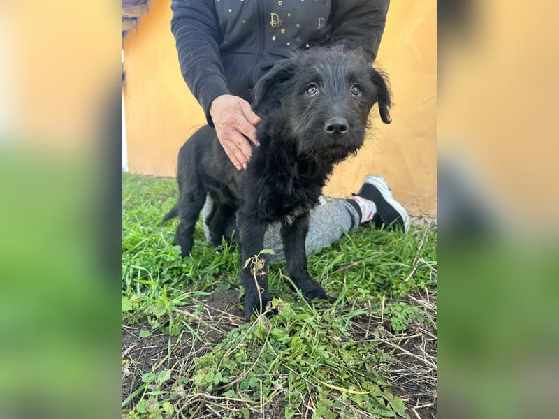 Tommy, geb. 12.2025, 36cm sucht sein Körbchen