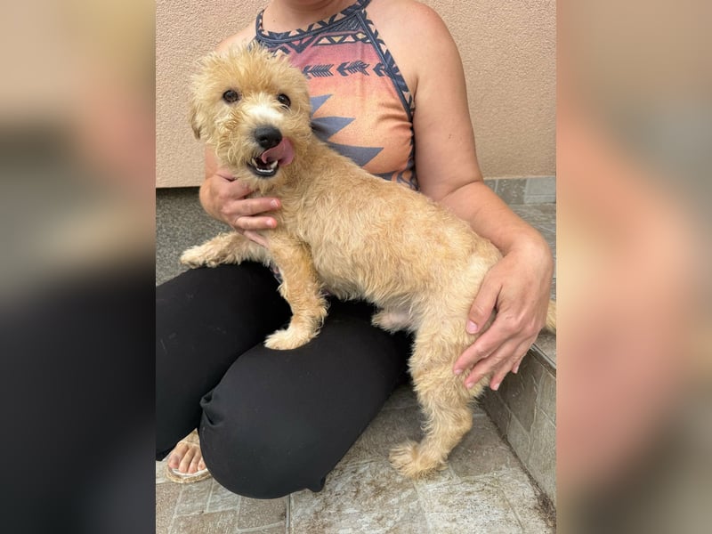 Shaggy, geboren 01.06.2025, 33cm sucht sein Für-Immer-Zuhause
