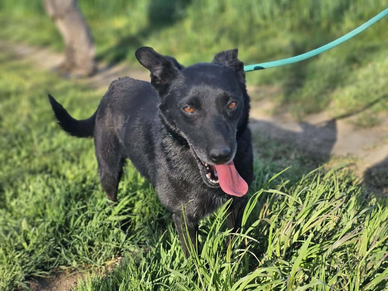 Eben, geboren 01.03.2022, 40cm sucht ihr Körbchen