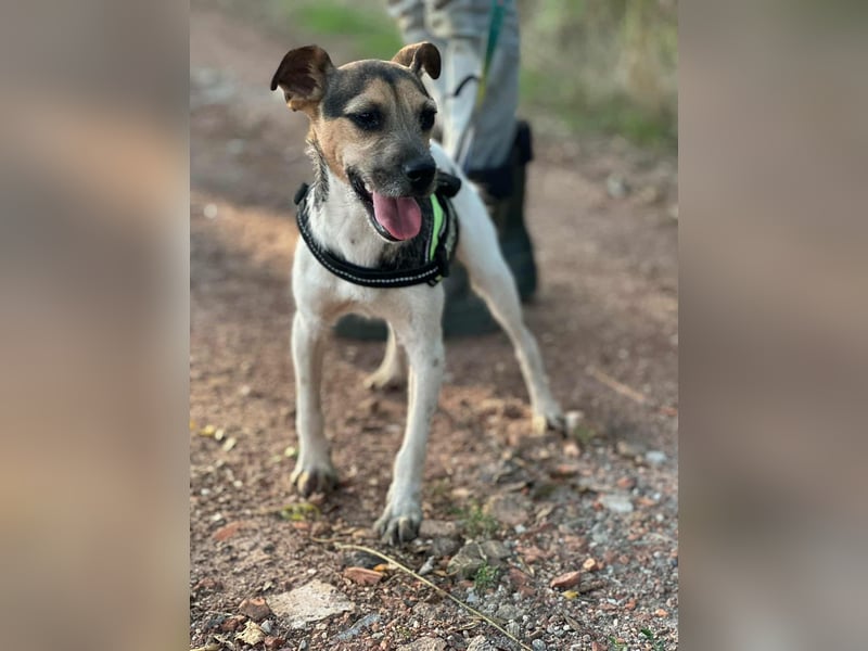 Zümi, geboren 10.12.2024, 40cm sucht seine Menschen