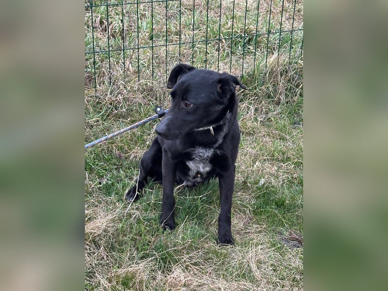 Rico, geboren 15.11.2020, 42cm sucht seine Menschen