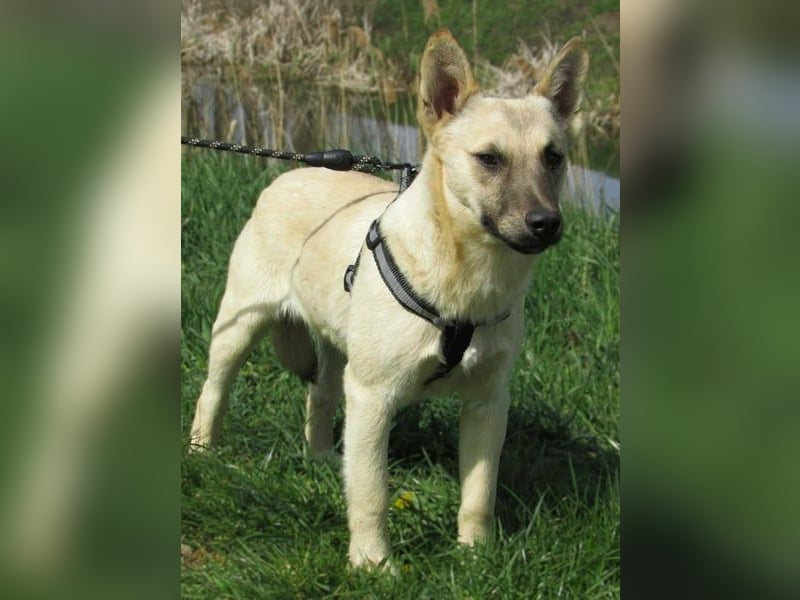 Aron, geb. 01.05.2025, 38 cm, wartet auf seine Chance