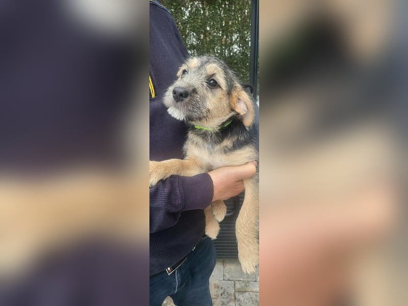 Bradley, geboren 19.10.2025, 32cm sucht sein Zuhause