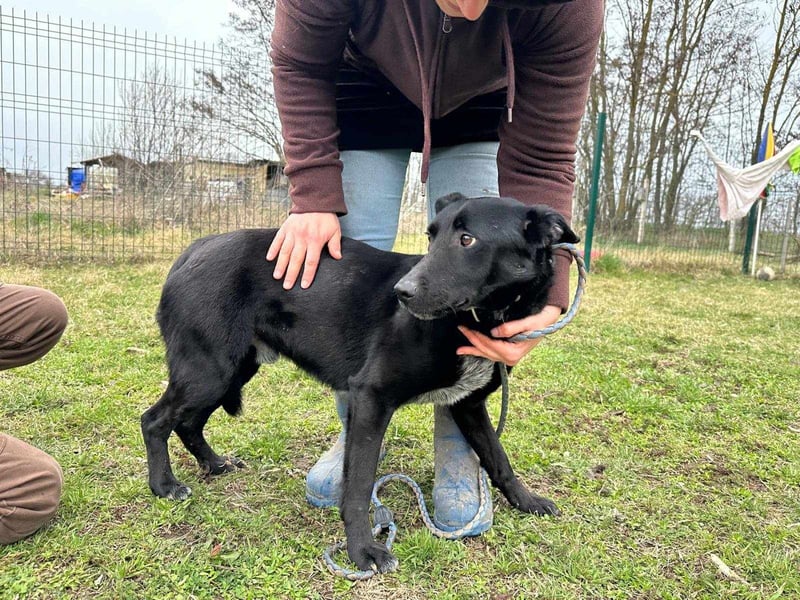 Rico, geboren 15.11.2020, 42cm sucht seine Menschen