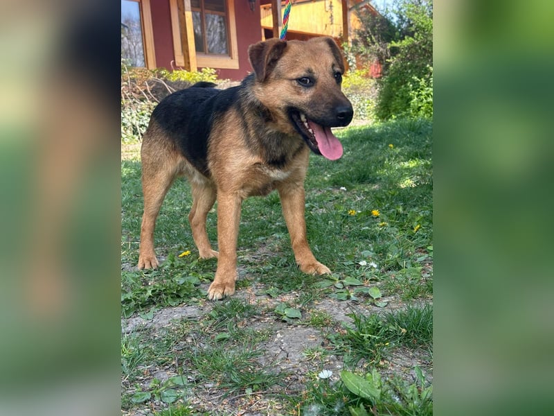 Bendeguz, geboren 01.02.2024, 39cm sucht Hoffnung