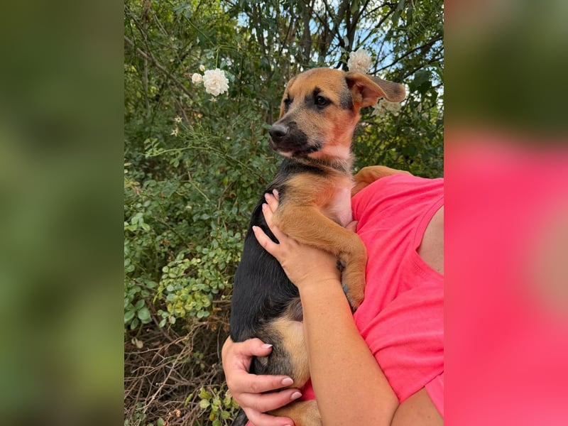 Dark, geboren 25.05.2026, 34cm sucht seine Menschen