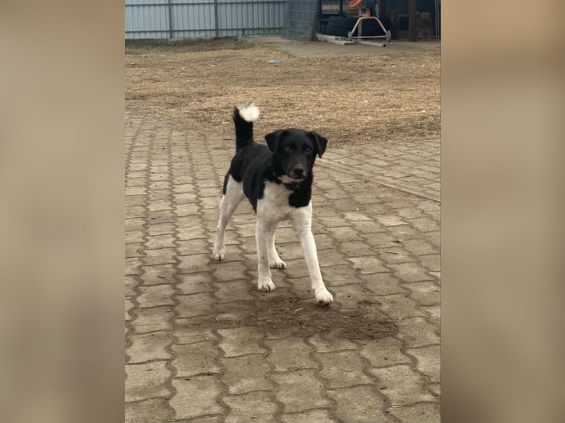 Domino, 2 Jahre, 38cm, wünscht sich ein eigenes Körbchen