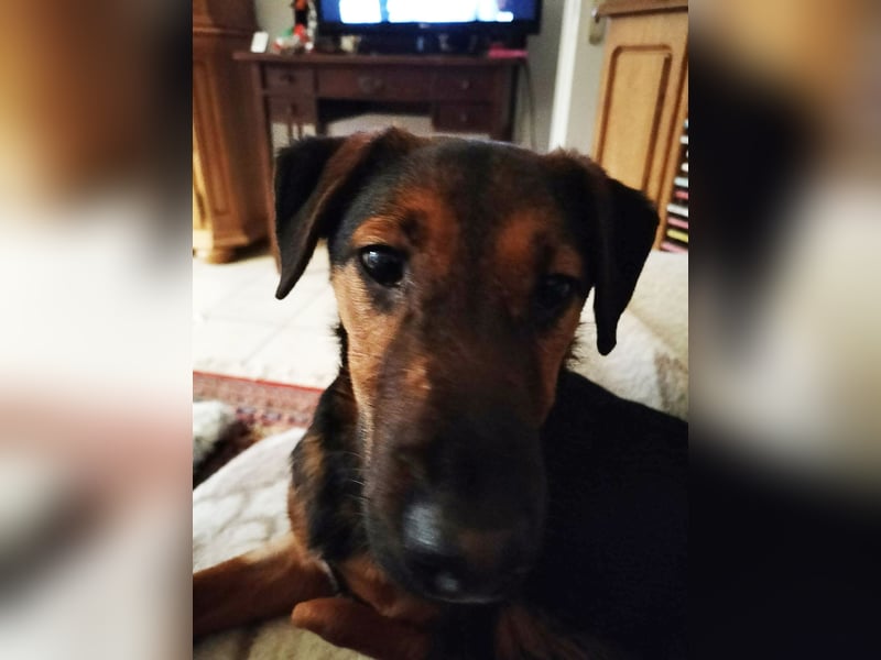 Marko, geboren 26.06.2025, 40cm sucht tierliebe Menschen (Pflegestelle Deutschland)