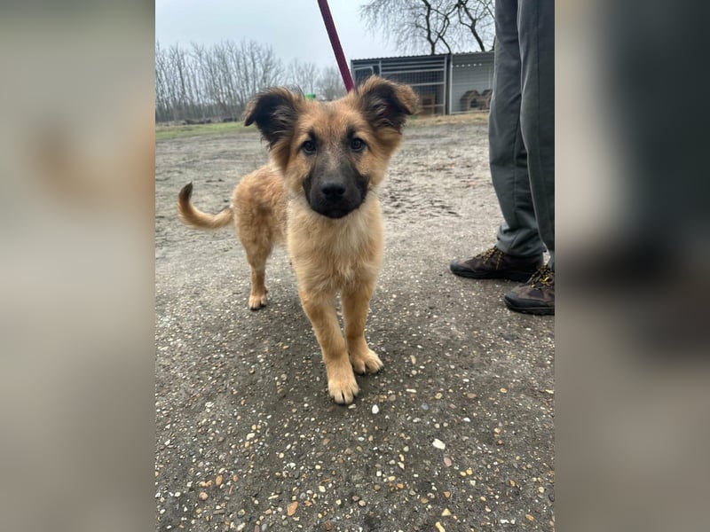 Fedra, geboren 01.11.2025, 40cm sucht ihr Menschen