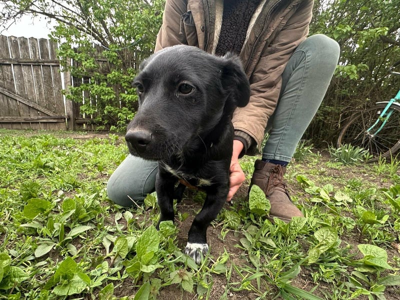 Jack, geboren 03.01.2026, 31cm sucht seine Menschen