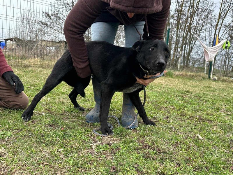 Rico, geboren 15.11.2020, 42cm sucht seine Menschen