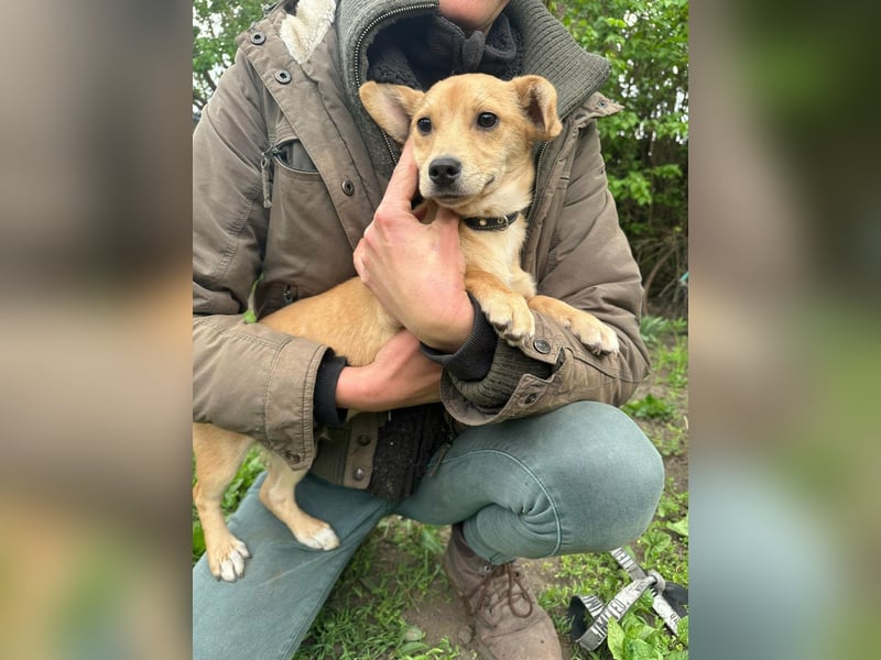 Yoda, geboren 13.01.2026, 26cm sucht sein Zuhause