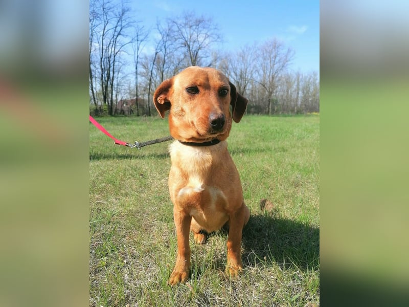 Bubu, geb. 05.2025, 35cm, sucht seine Familie