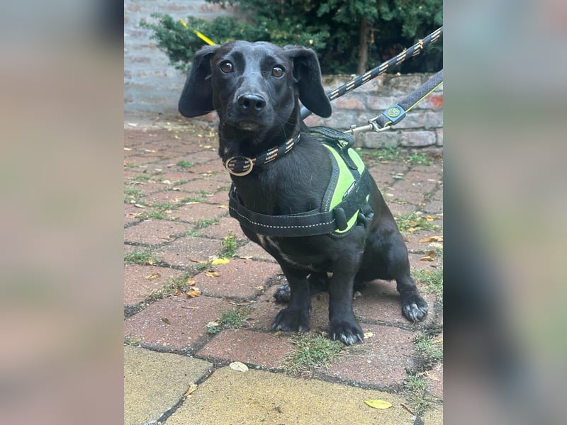 Hedi, geboren 05.01.2025, 33cm sucht ihr Glück