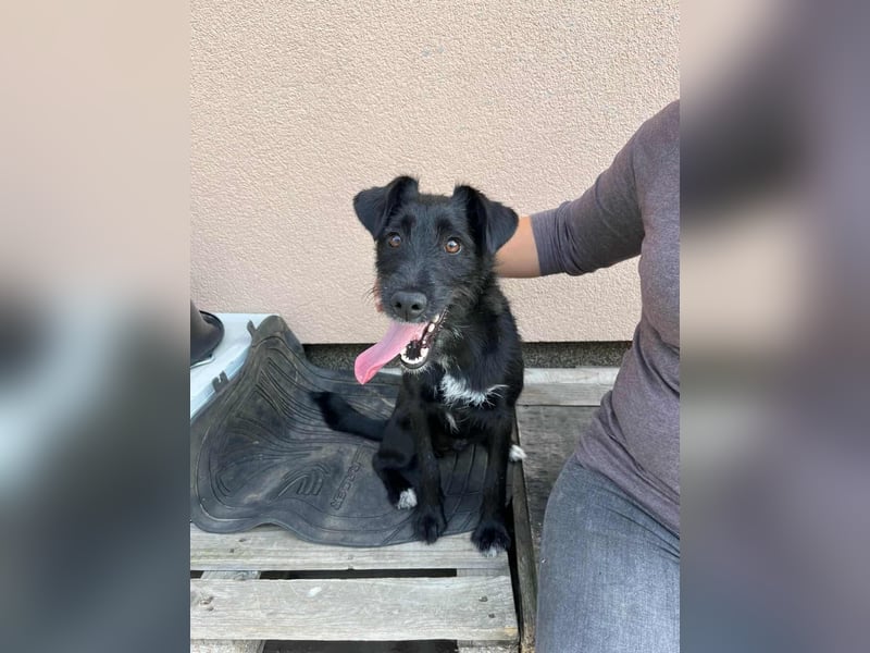 Terka, geboren 01.08.2024, 40cm sucht liebevolles Zuhause