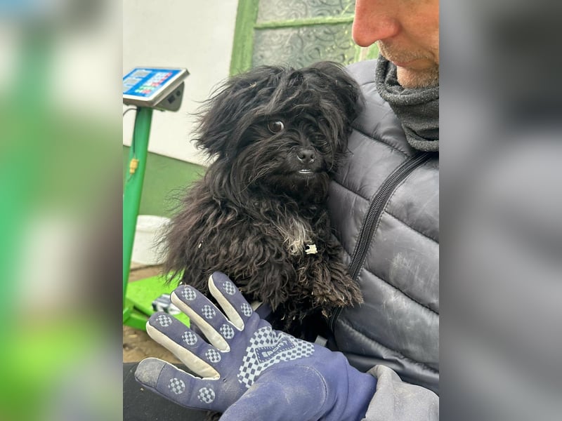 Black, geboren 02.08.2025, 25cm sucht seinen Kuschelplatz