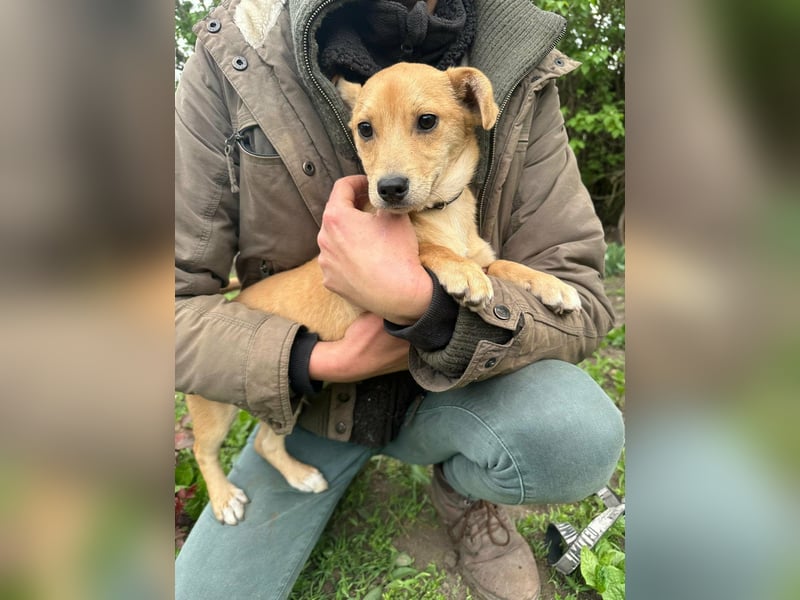 Yoda, geboren 13.01.2026, 26cm sucht sein Zuhause