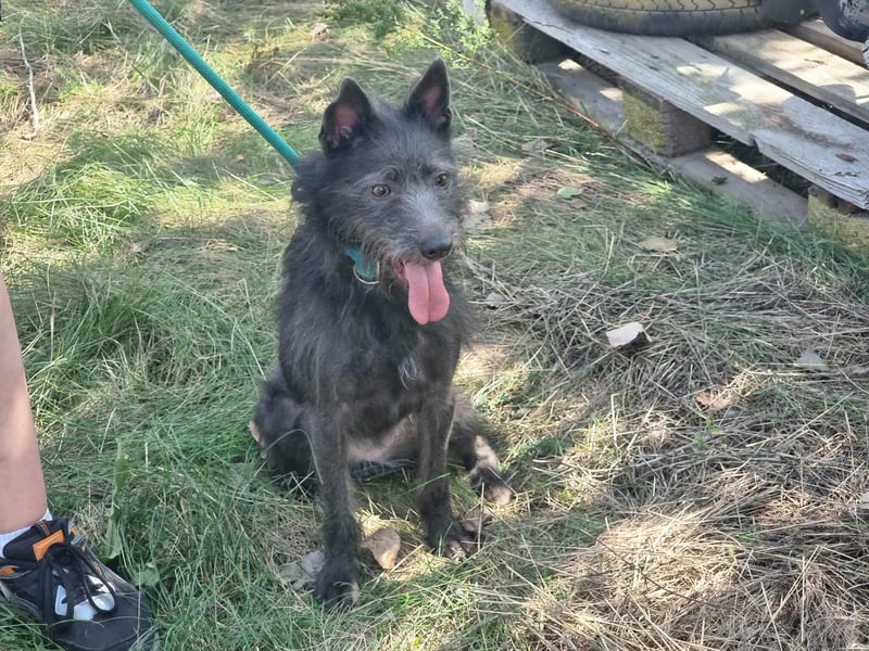 Amira, geboren 2022, 39cm sucht ihre Chance