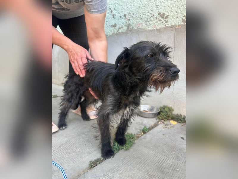 Pixie, geboren 02.11.2025, 33cm sucht ihr Zuhause