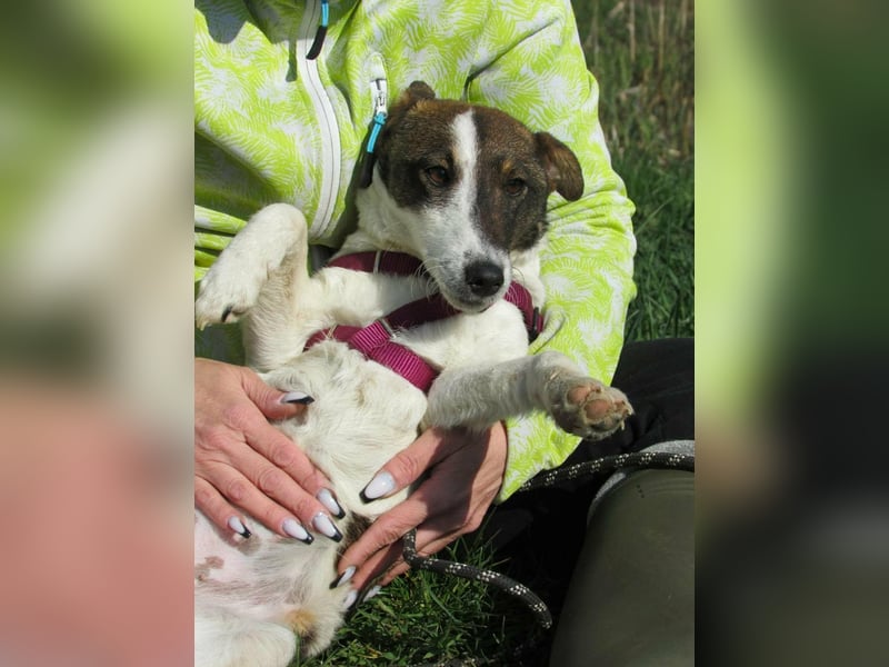 Szamoca, geboren 06.2025, 35cm sucht ihre Familie