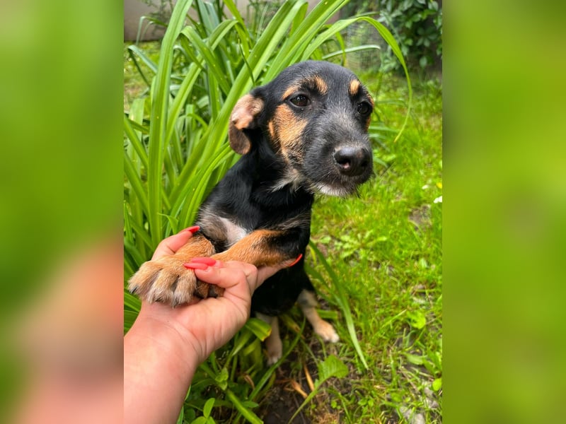 Tilli, geb. 02.2026, 26cm sucht ihre Chance