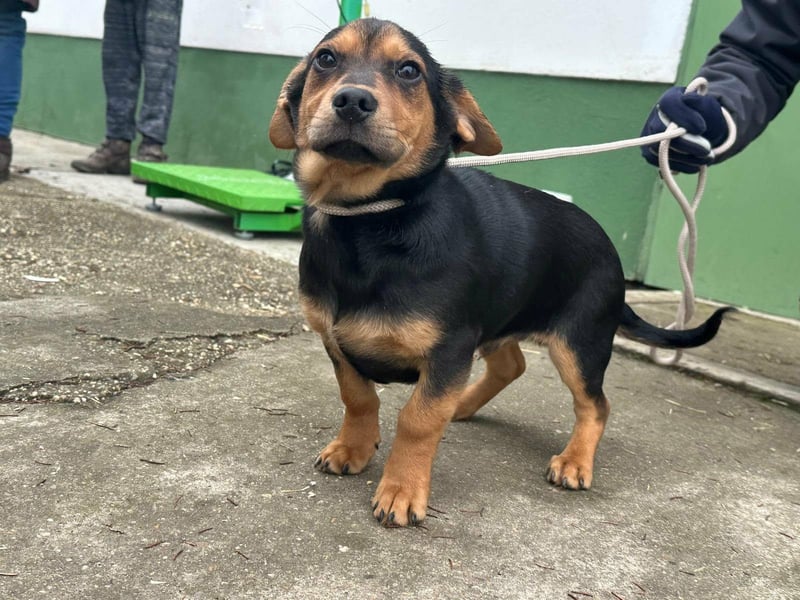 Chris, geboren 26.10.2025, 30cm sucht DICH!