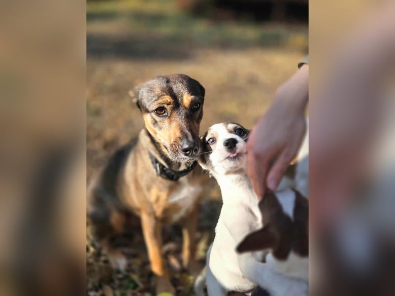 Pircsi, 2 Jahre, 42cm sucht erfahrene Hände