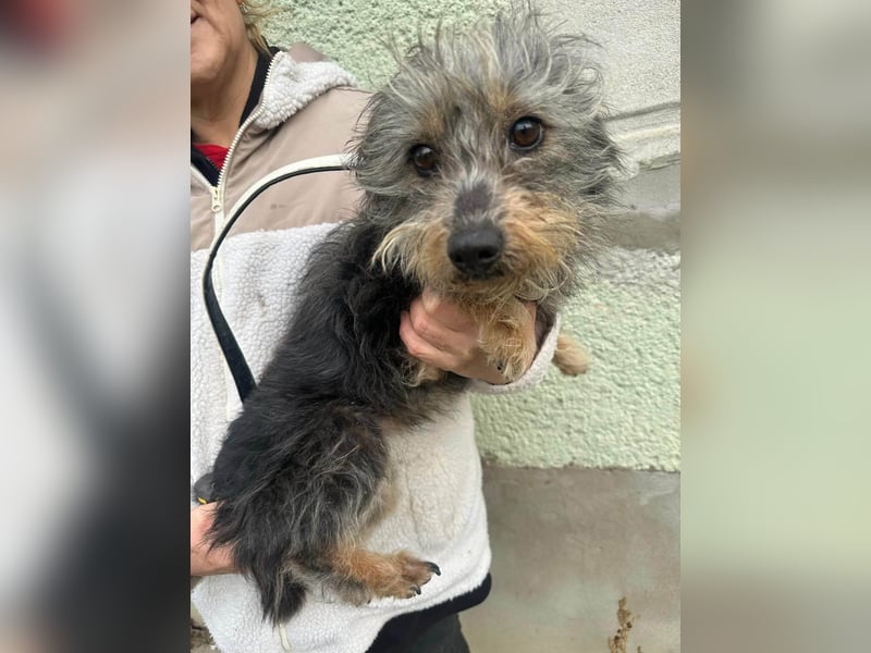 Lola, 5 Jahre, 32cm sucht ihr Plätzchen