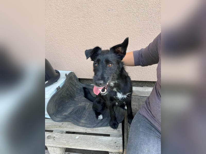Terka, geboren 01.08.2024, 40cm sucht liebevolles Zuhause