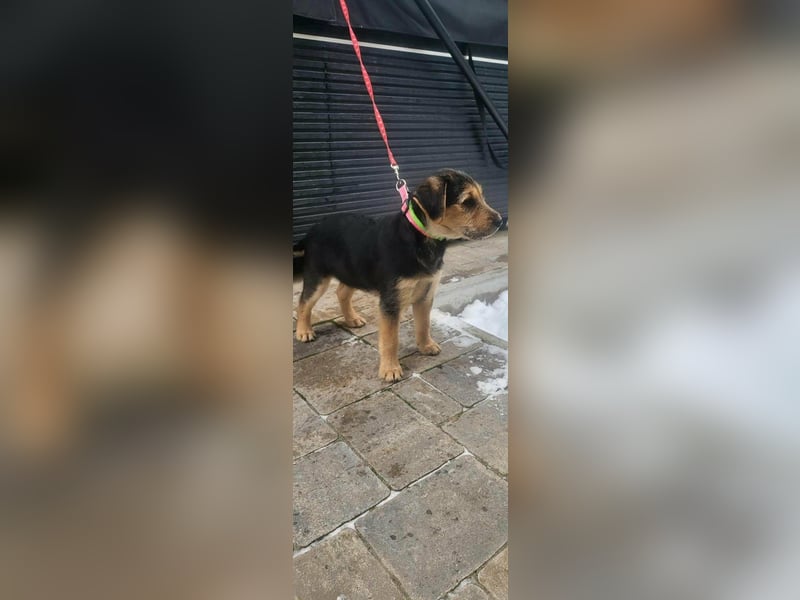 Cooper, geboren 19.10.2025, 33cm sucht seine Menschen