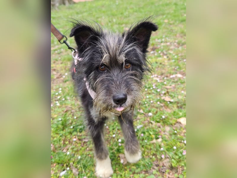 Laura, geboren 01.01.2023, 39cm sucht ihre Familie