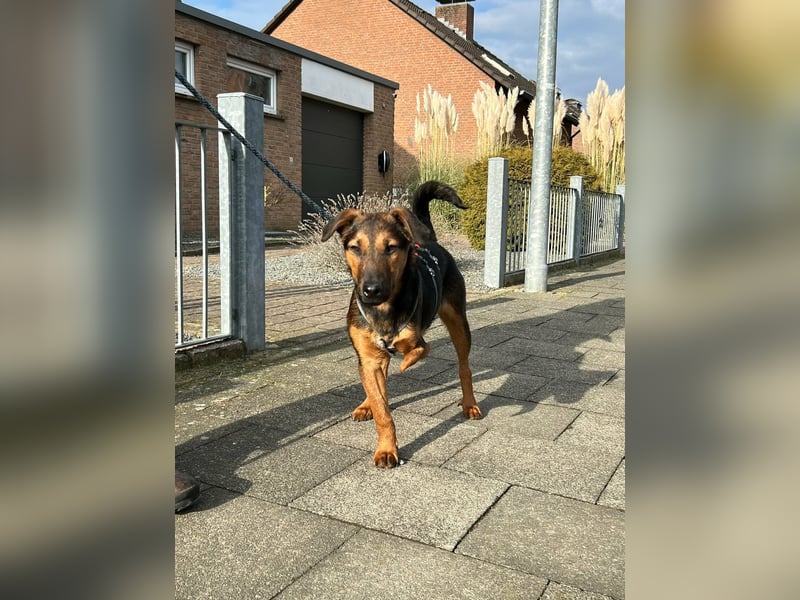 Marko, geboren 26.06.2025, 40cm sucht neues Zuhause