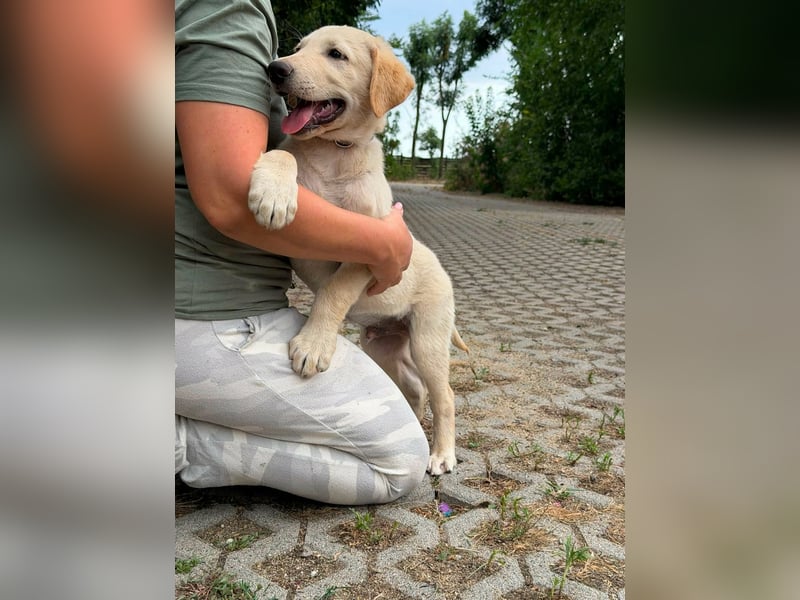 Maximus, geboren 13.03.2026, 39cm sucht sein Körbchen