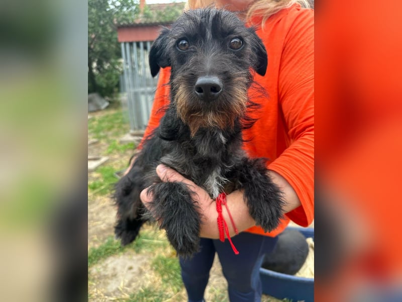 Pixie, geboren 02.11.2025, 33cm sucht ihr Zuhause