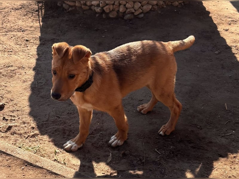 Koda, geboren 01.11.2025, 35cm sucht sein Körbchen
