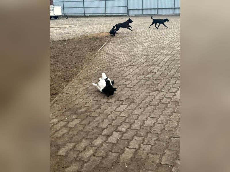 Domino, 2 Jahre, 38cm, wünscht sich ein eigenes Körbchen