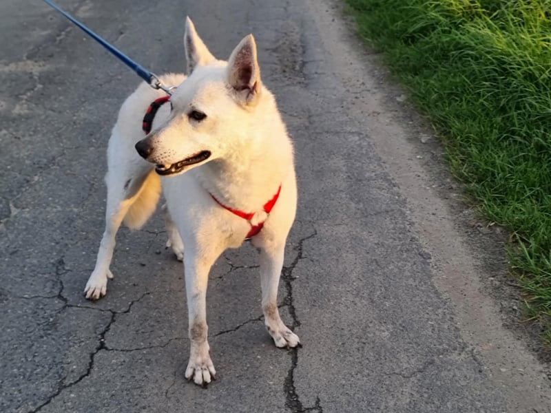 Kokusz, geb. 01.05.2021, 49 cm, wartet auf schon so lange auf ihr Glück (Pflegestelle Deutschland)