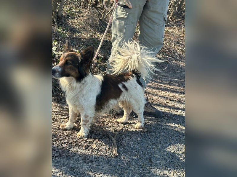 Aldo, geboren 20.02.2024, 34cm sucht seine Menschen