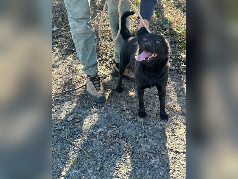 Ajna, geboren 06.2024, 39cm sucht ihr Zuhause