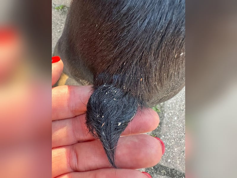 Tina, geboren 20.01.2026, 32cm sucht ihr Glück