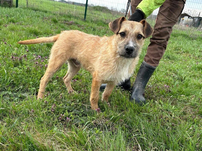 Jerry, geboren 15.07.2024, 42cm sucht sein Körbchen