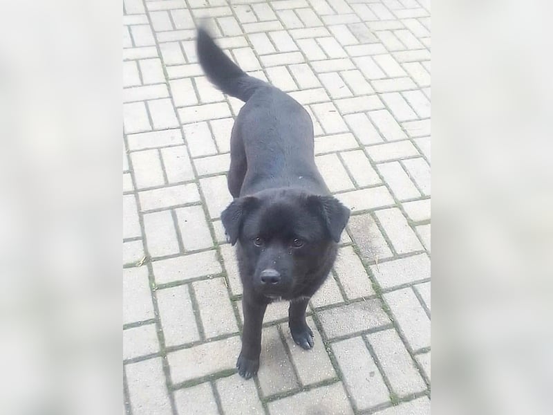 Roy, geboren 08.07.2025, 43cm sucht seine Menschen