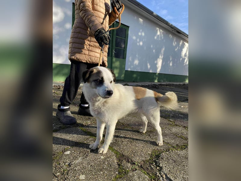 Cooper, geboren 01.07.2023, 40cm sucht sein Glück