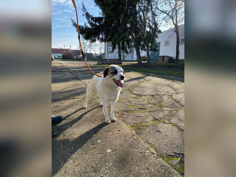 Cooper, geboren 01.07.2023, 40cm sucht sein Glück