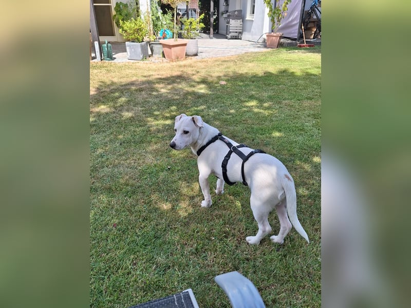Zeno, geb. 01.2026, 25cm sucht seine Menschen