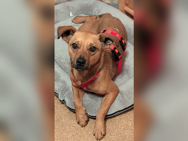 Borcsa, geboren 25.06.2024, 41cm sucht ihr Körbchen (Pflegestelle Deutschland)