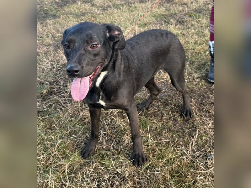 Hella, geboren 25.01.2025, 42cm sucht ihr Für-immer-Zuhause