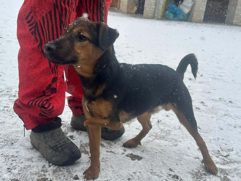 Marko, geboren 26.06.2025, 40cm sucht tierliebe Menschen